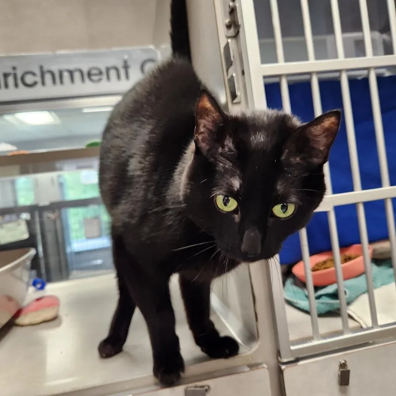 A senior medium-sized female Black Domestic Short Hair cat named Maya for adoption in Grand Rapids, MI