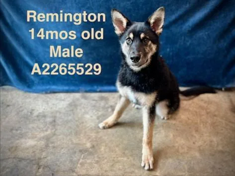 A young medium-sized male German Shepherd Dog dog named Remington for adoption in Van Nuys, CA