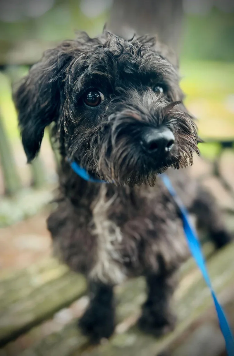 Blossom Apr thumbnail 3