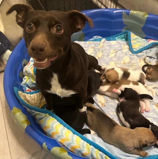 Puppy Kris Kringle  thumbnail 2