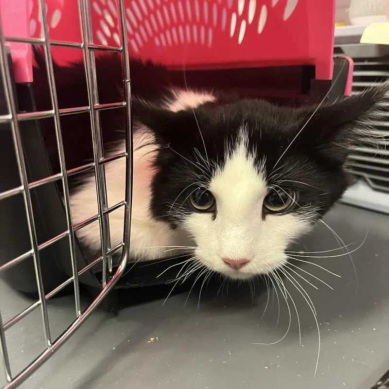 A baby medium-sized male Black Domestic Medium Hair cat named Beary for adoption in Cedar Rapids, IA