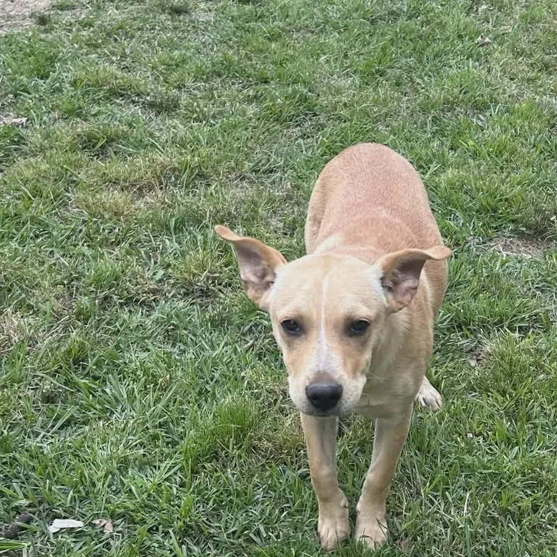 A baby medium-sized female Mixed Breed dog named Dolly for adoption in Danville, VT