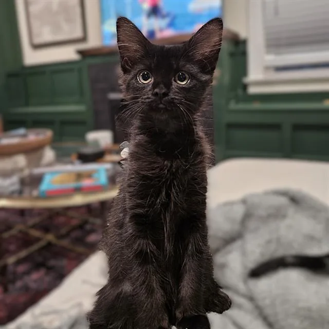 A baby small-sized female Domestic Short Hair cat named Susu for adoption in Sacramento, CA