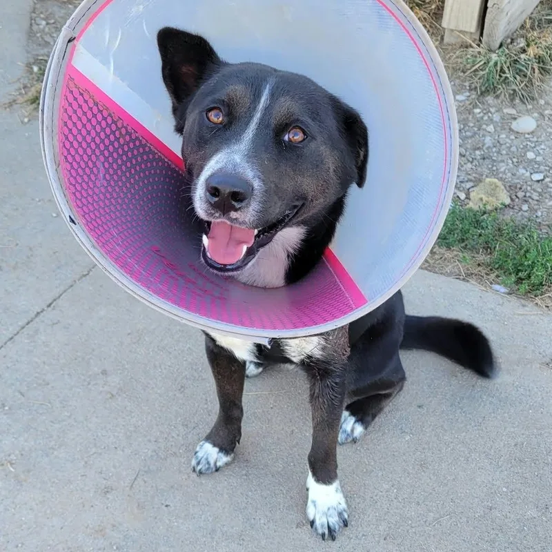 A young medium-sized female Australian Cattle Dog / Blue Heeler dog named Savory for adoption in Petersburg, IN