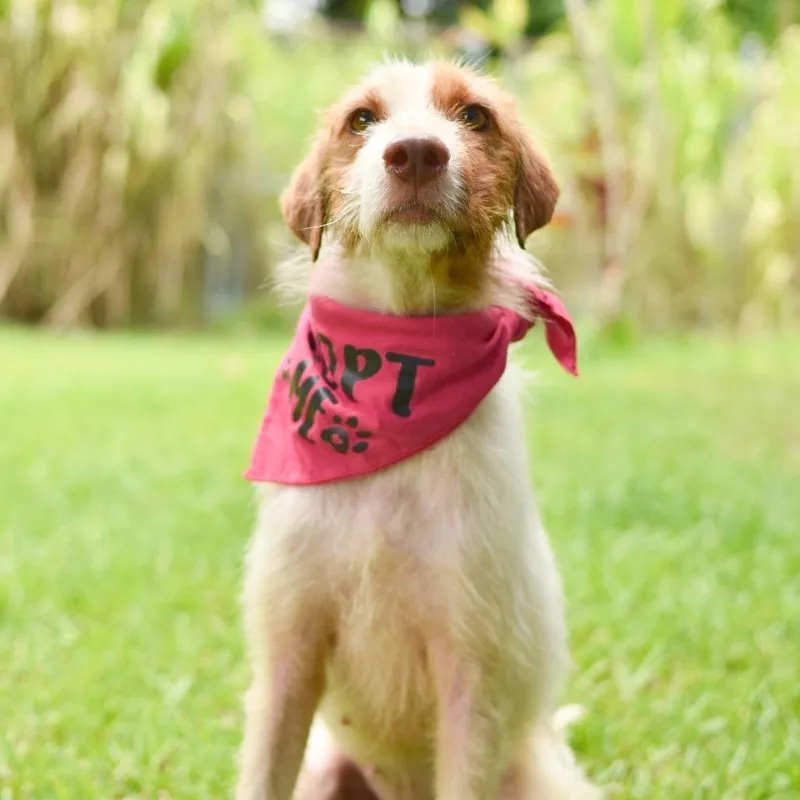 An adult medium-sized female White / Cream Mixed Breed dog named Clover for adoption in Kailua Kona, HI