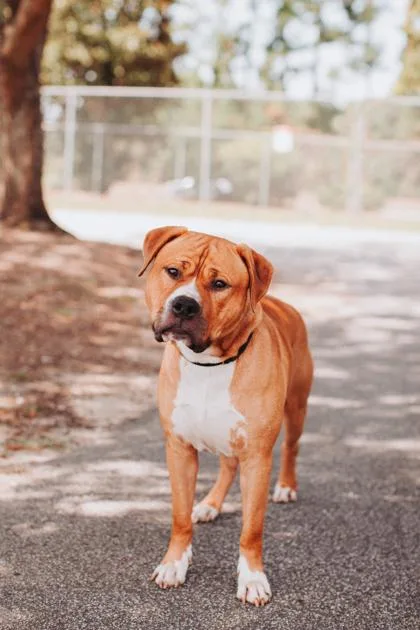 An adult large-sized male American Staffordshire Terrier dog named a Tony the Tiger for adoption in North Charleston, SC