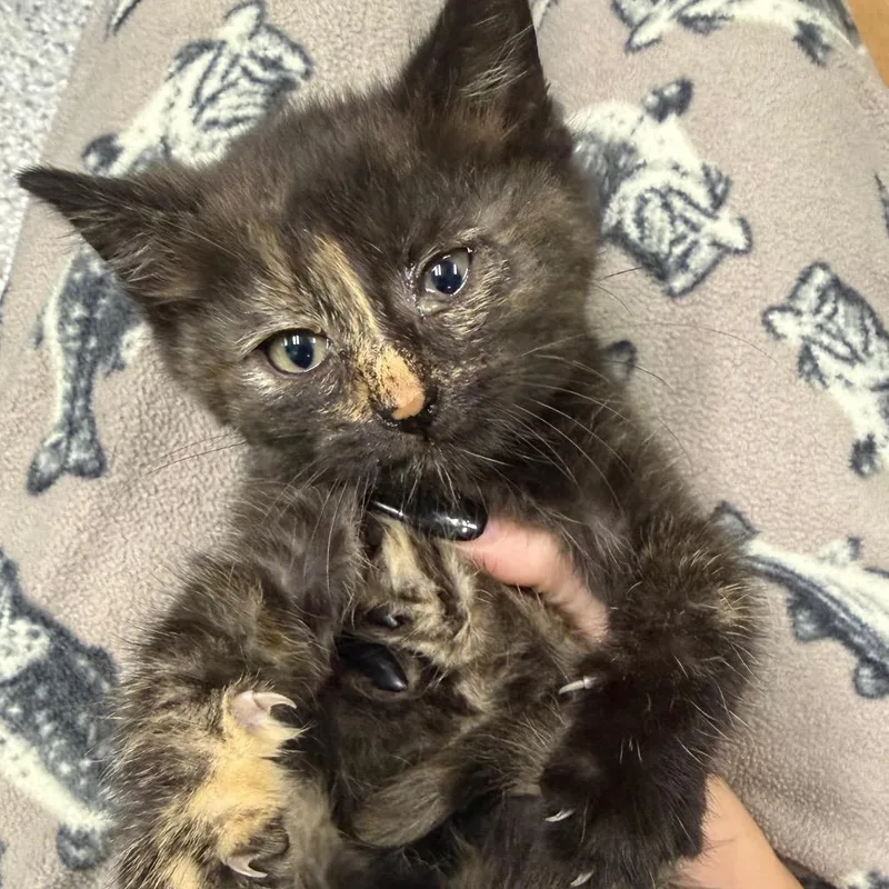 A baby small-sized female Black Domestic Short Hair cat named Steph for adoption in Beckley, WV