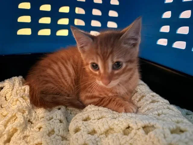 A baby small-sized male Domestic Short Hair cat named Potato for adoption in Tustin, CA