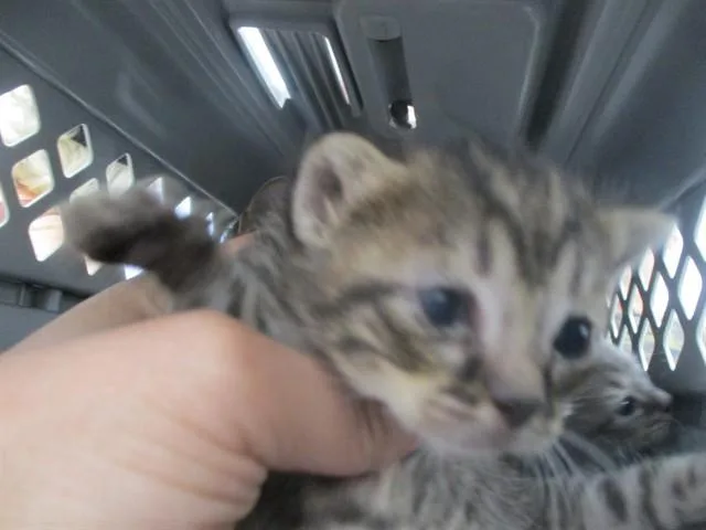 A baby small-sized female Domestic Short Hair cat named Kink for adoption in Ocala, FL