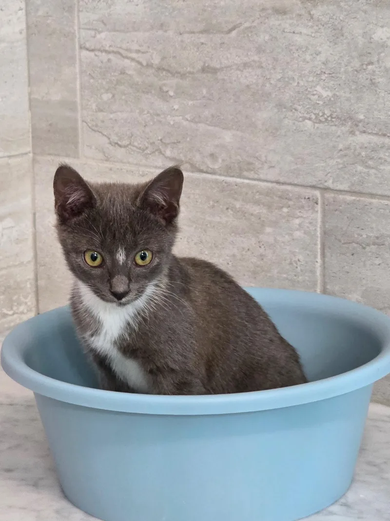 A baby medium-sized male Gray & White American Shorthair cat named Ang for adoption in Richmond, VA