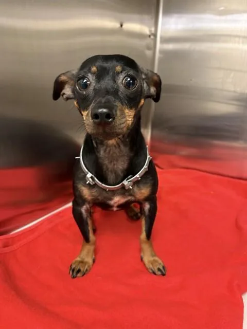 An adult small-sized female Chihuahua dog named Cocoa for adoption in Miami, FL