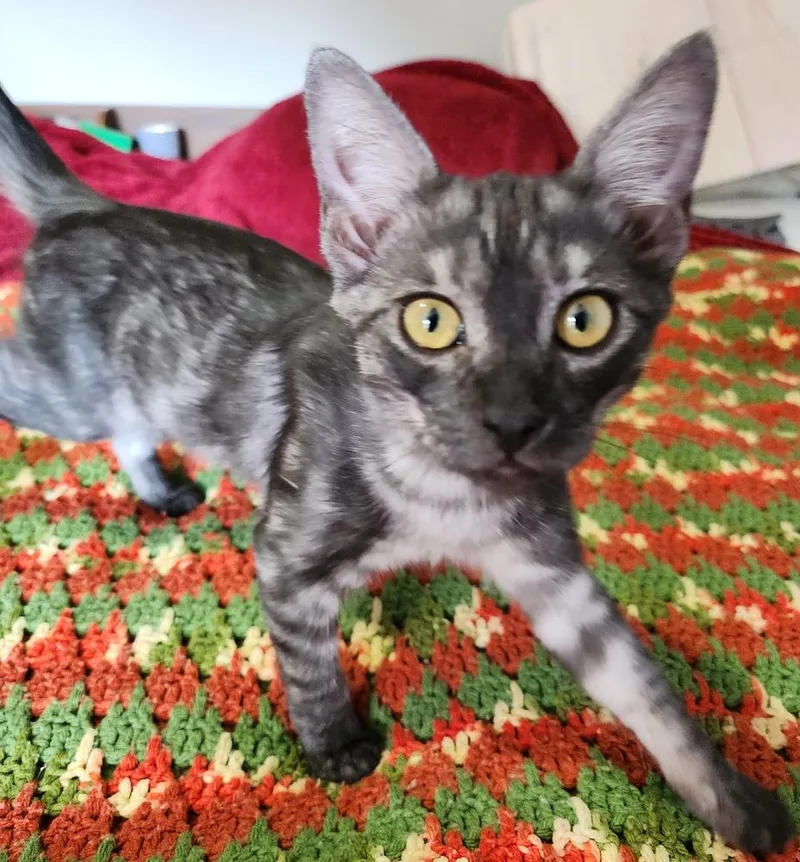 A baby medium-sized female Gray & White Domestic Short Hair cat named Yuki for adoption in Redlands, CA