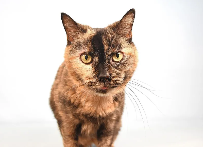 A senior small-sized female Domestic Short Hair cat named Gingersnap for adoption in Loveland, CO
