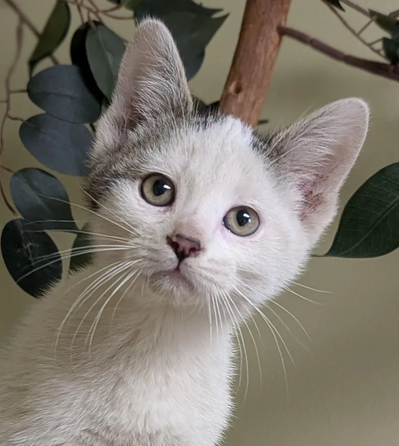 A baby medium-sized male Tabby (Gray / Blue / Silver) Domestic Short Hair cat named Mario for adoption in Hastings, NE