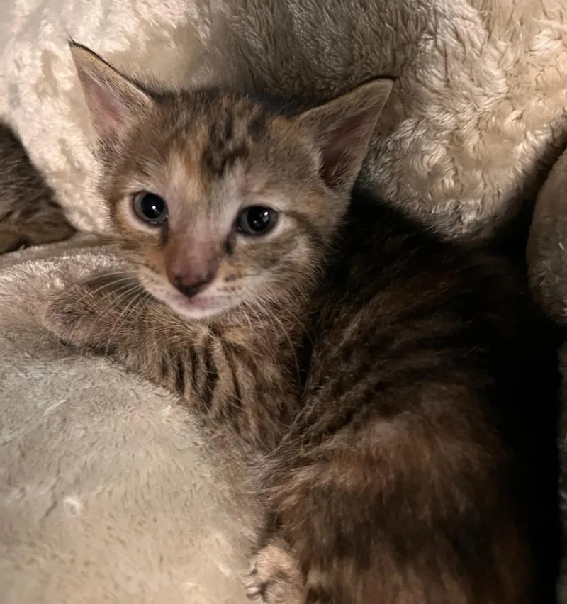 A young medium-sized female Domestic Short Hair cat named Diamond for adoption in Huntington, IN