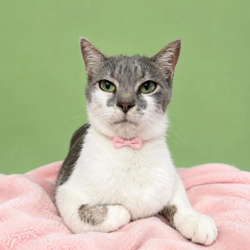 An adult medium-sized female Gray / Blue / Silver Domestic Short Hair cat named Gallium for adoption in Binghamton, NY