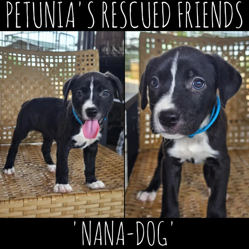 Nana Dog thumbnail 2