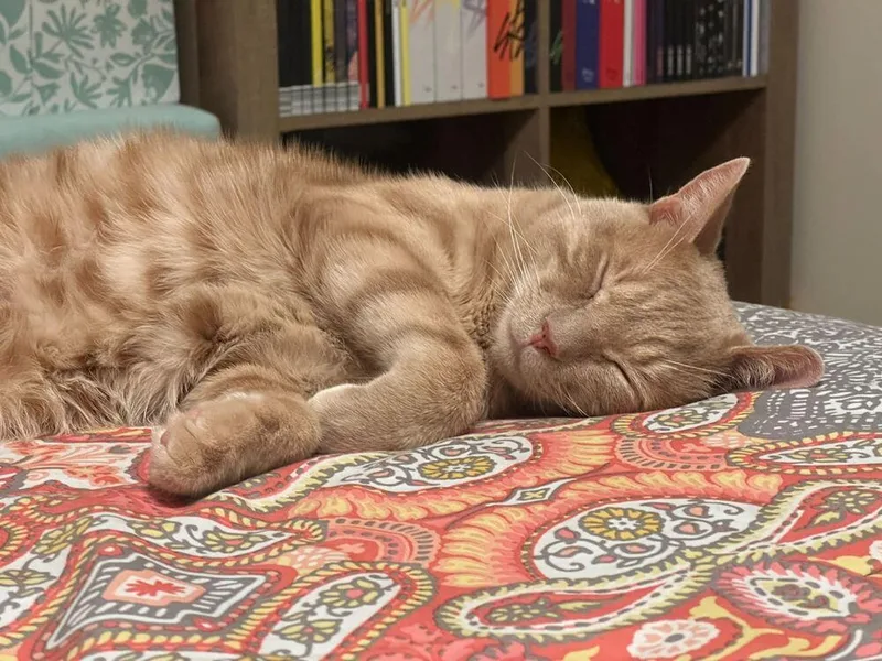 An adult medium-sized male Domestic Short Hair cat named Emilio for adoption in Milltown, NJ