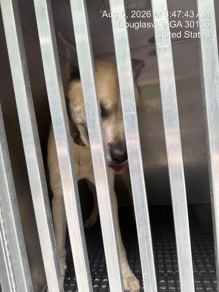 An adult large-sized male Siberian Husky dog named DingoDandy for adoption in Douglasville, GA