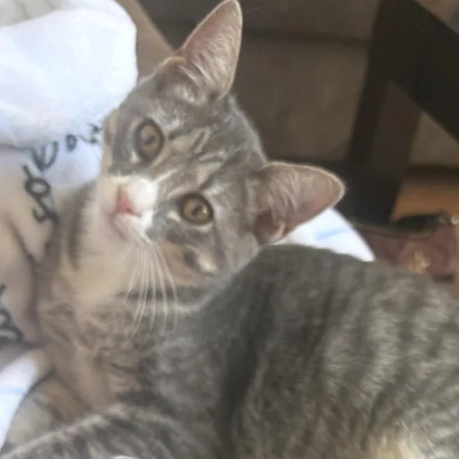 A young small-sized female Gray / Blue / Silver Domestic Medium Hair cat named Squeak for adoption in Estacada, OR