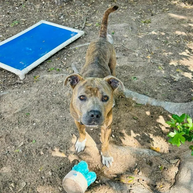 An adult large-sized male Brindle American Bully dog named Pig Pen for adoption in Spring, TX