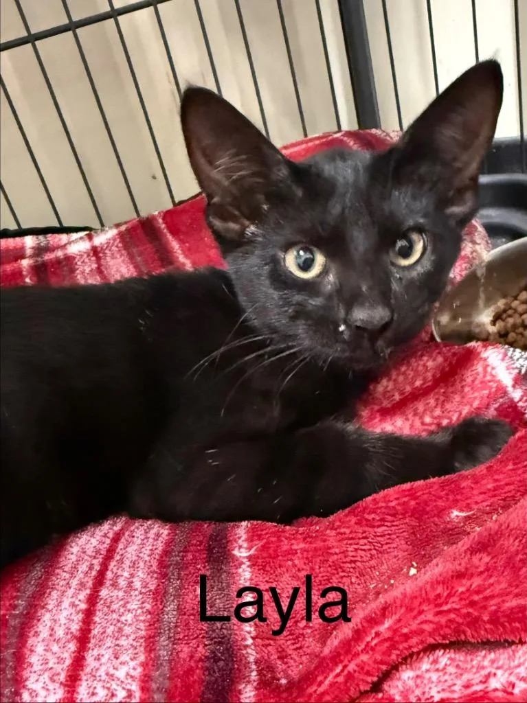 A baby small-sized female Domestic Short Hair cat named Layla for adoption in Saint Francisville, LA