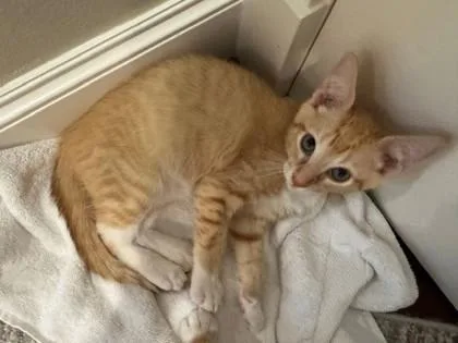 A baby small-sized male Domestic Short Hair cat named Wally for adoption in Bellevue, WA