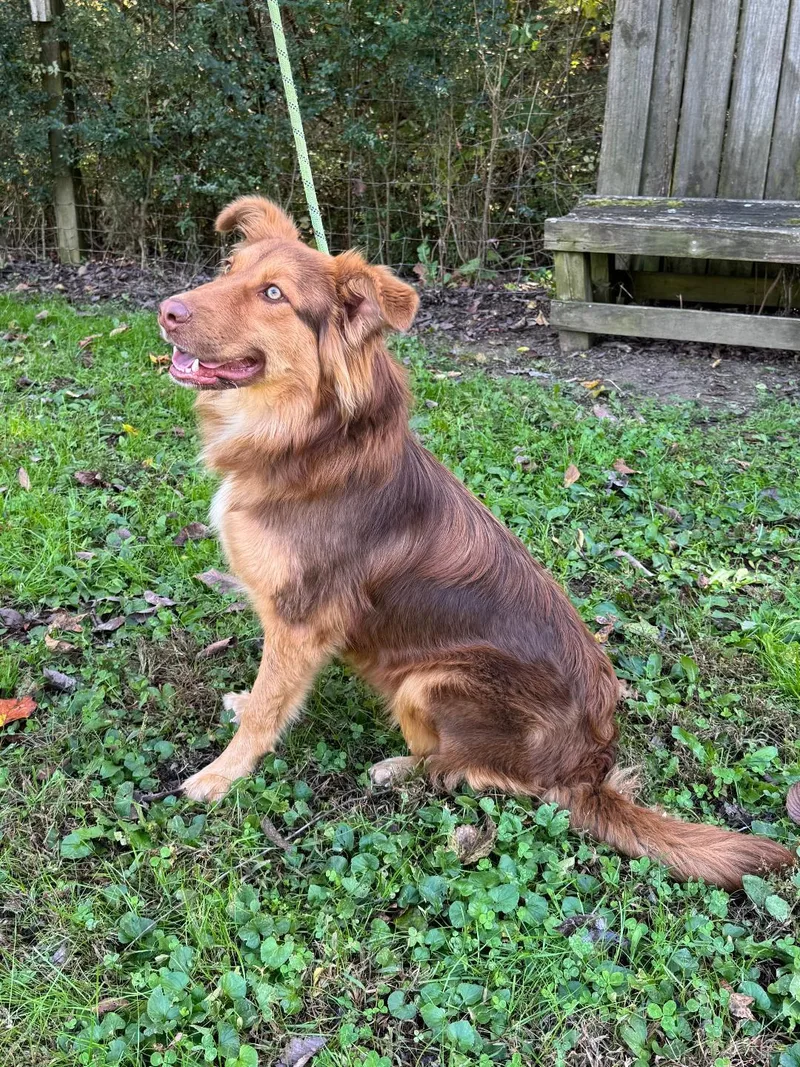 An adult large-sized female Red / Chestnut / Orange Australian Shepherd dog named Red for adoption in Maynardville, TN