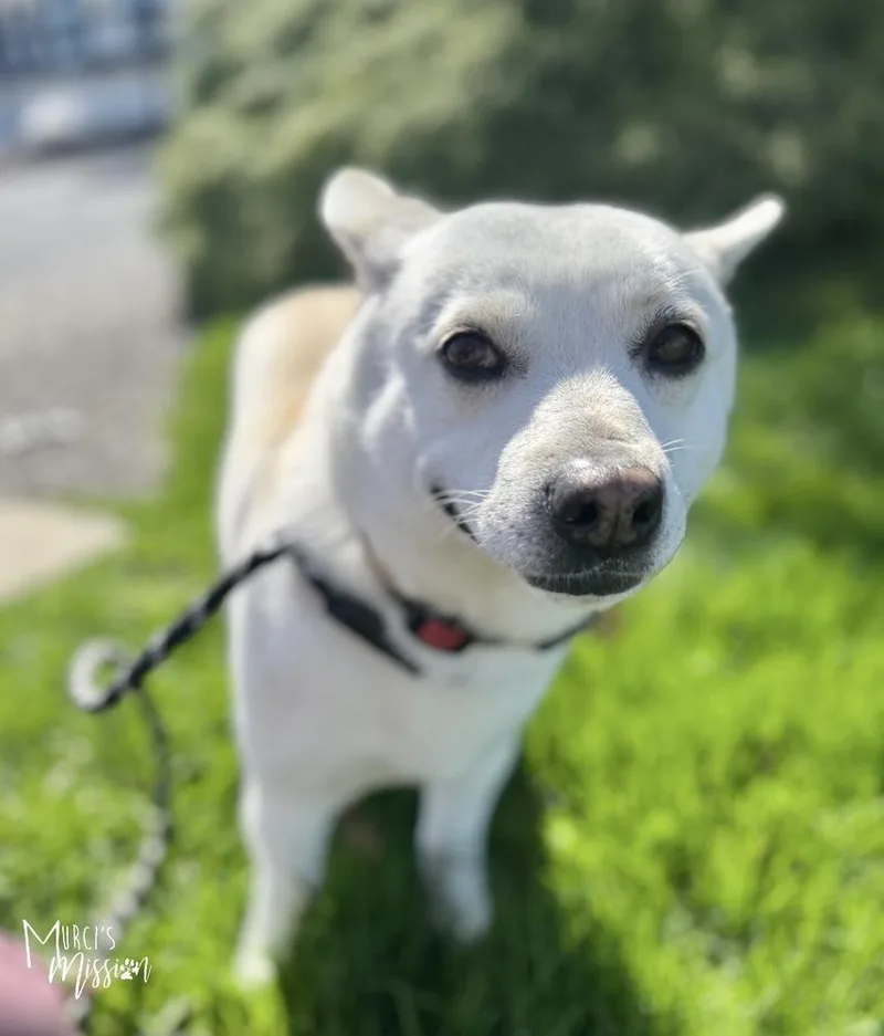 A young medium-sized male Corgi dog named Toblerone for adoption in Spokane , WA