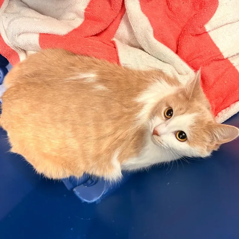 An adult medium-sized female Orange / Red Domestic Short Hair cat named Lemongrass for adoption in Evanston, IL