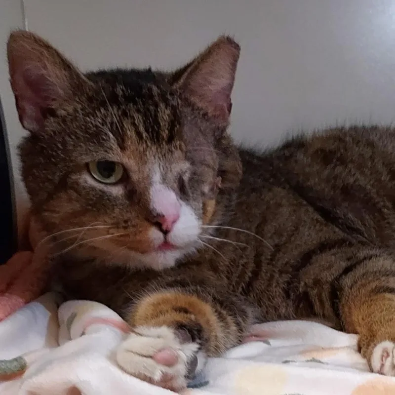 An adult large-sized male Brown / Chocolate Domestic Short Hair cat named Poe for adoption in Dayton, OH
