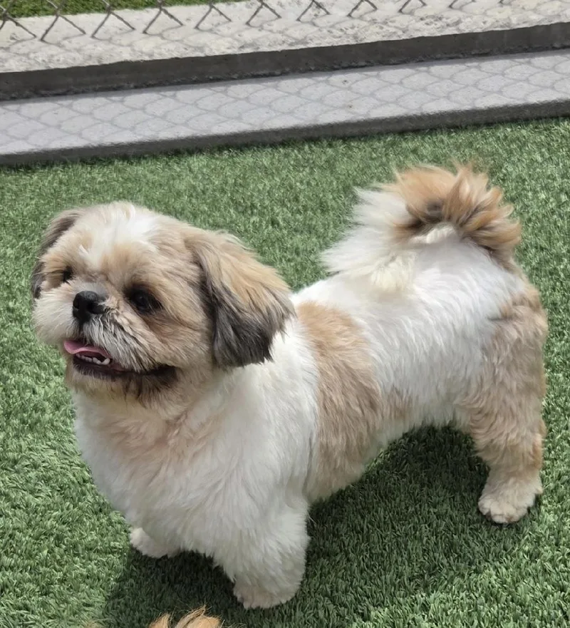 An adult small-sized male Yellow / Tan / Blond / Fawn Shih Tzu dog named Jake for adoption in Gardena, CA