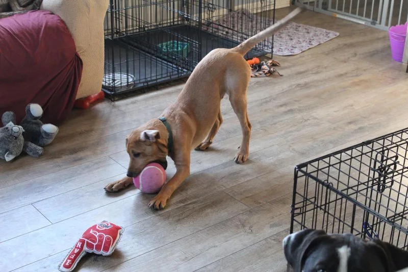 Theodore thumbnail 2