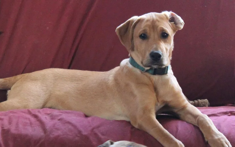 Theodore thumbnail 3