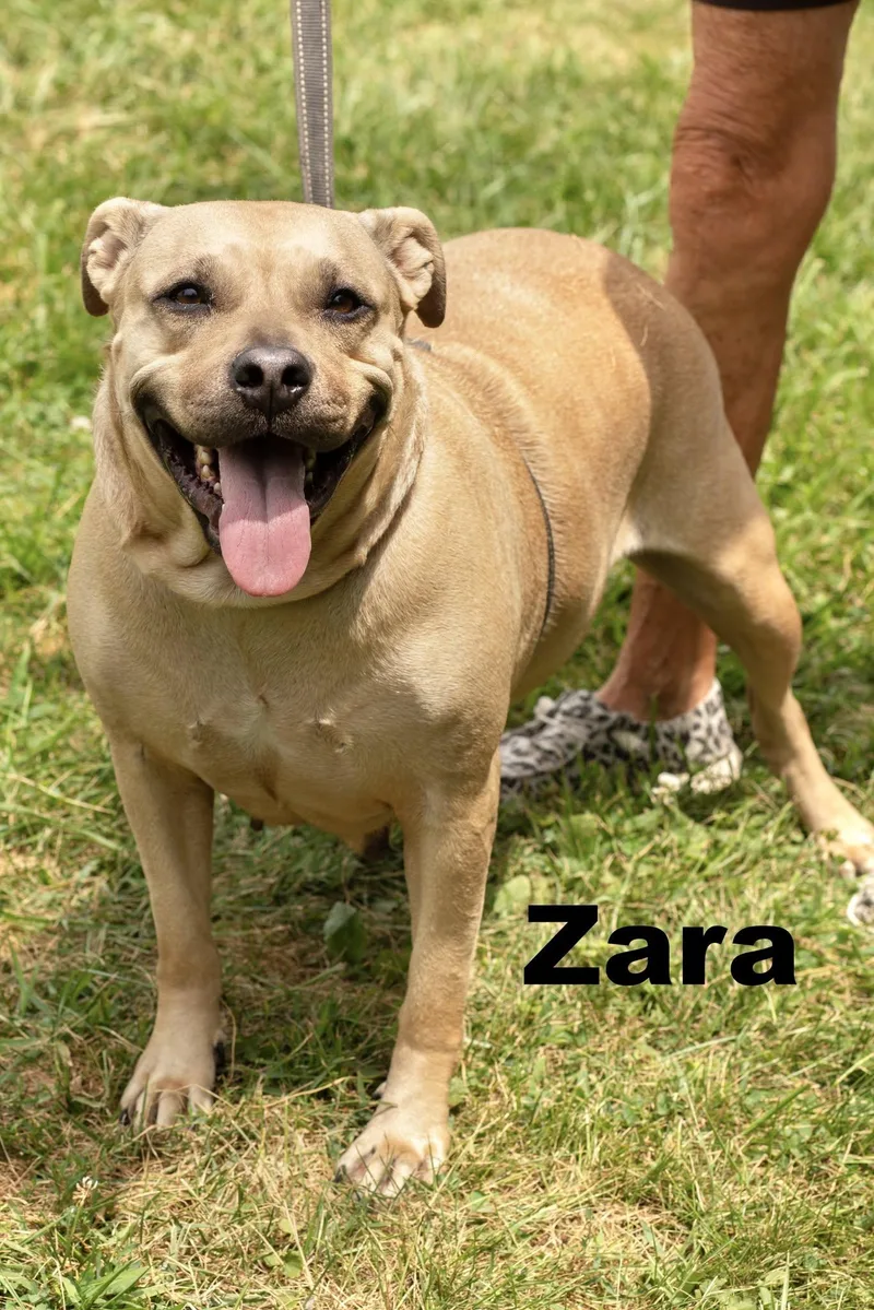 An adult large-sized female Apricot / Beige Mixed Breed dog named Zara for adoption in Macomb, IL