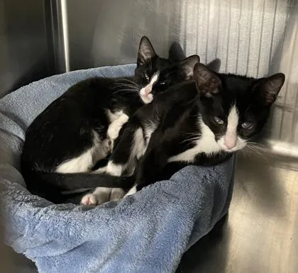 A baby small-sized female Domestic Short Hair cat named Tippy for adoption in Venice, FL