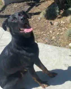 A young large-sized female German Shepherd Dog dog named A for adoption in Tracy, CA