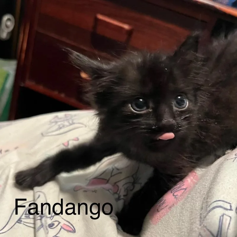 A baby small-sized male Black Domestic Medium Hair cat named Fandango for adoption in Los Angeles, CA