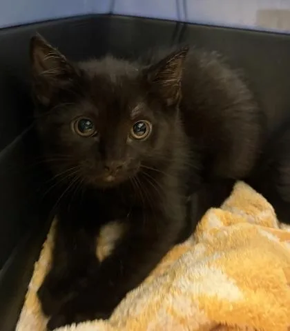 A baby small-sized female Domestic Short Hair cat named Eleanor for adoption in Fairfax, VA
