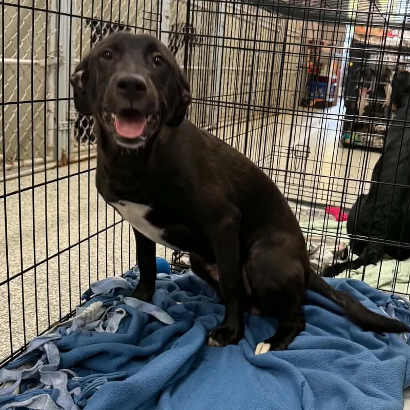 A baby medium-sized male Labrador Retriever dog named Gaston for adoption in Parma, OH