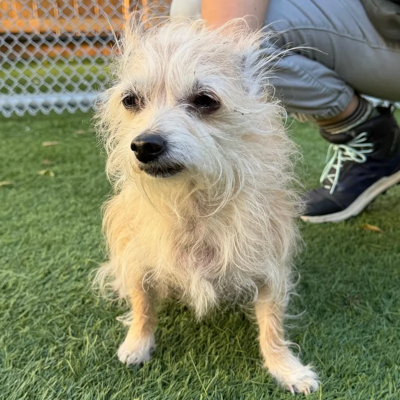 A senior small-sized female Yorkshire Terrier dog named Princess for adoption in Naperville, IL