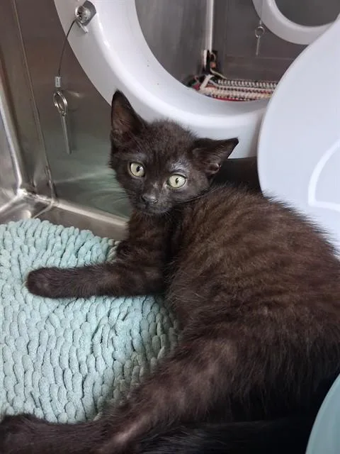 A baby small-sized male Domestic Short Hair cat named Gusher for adoption in Fort Walton Beach, FL