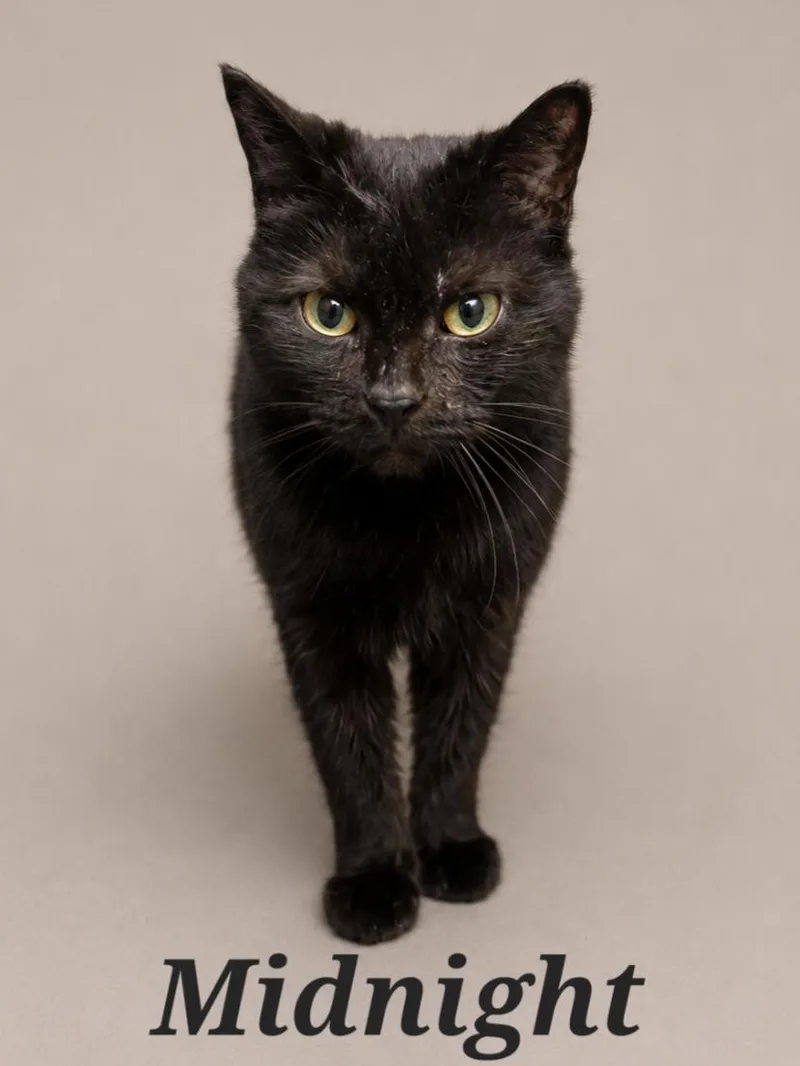 An adult small-sized female Black Domestic Short Hair cat named Midnight for adoption in Monroeville, PA