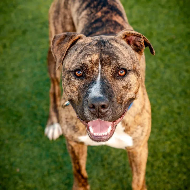 Firefly A thumbnail 2