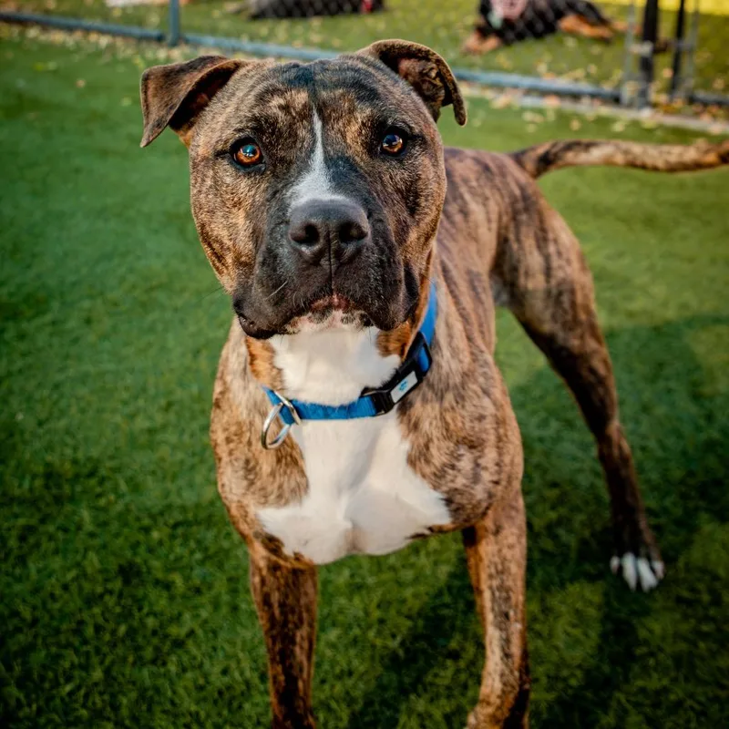 Firefly A thumbnail 3