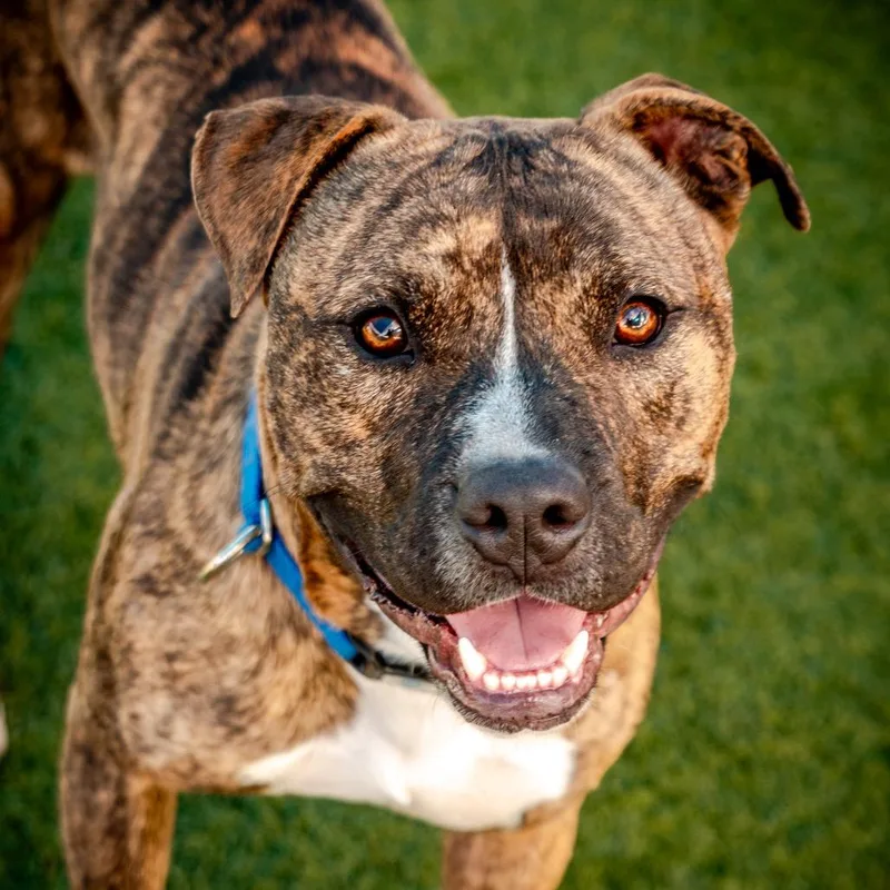 Firefly A thumbnail 4