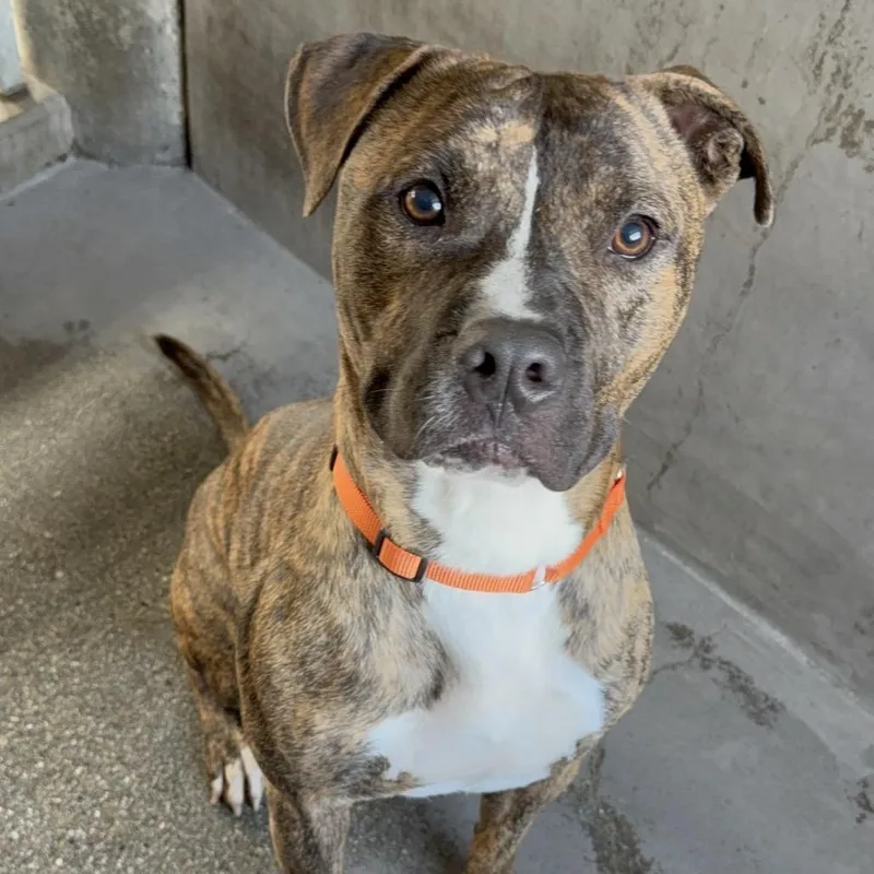 Firefly A thumbnail 5