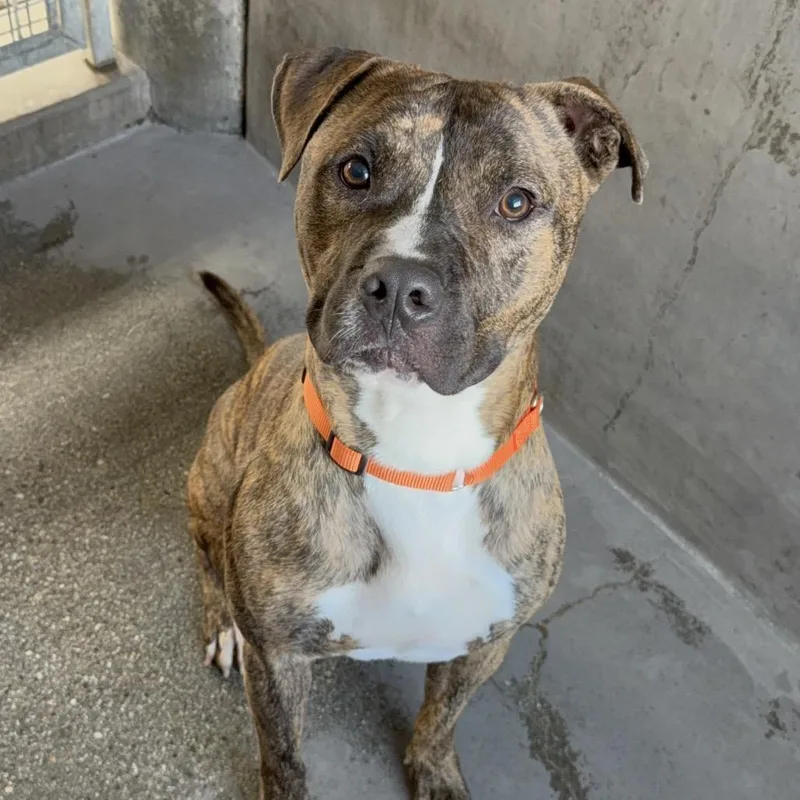 Firefly A thumbnail 6