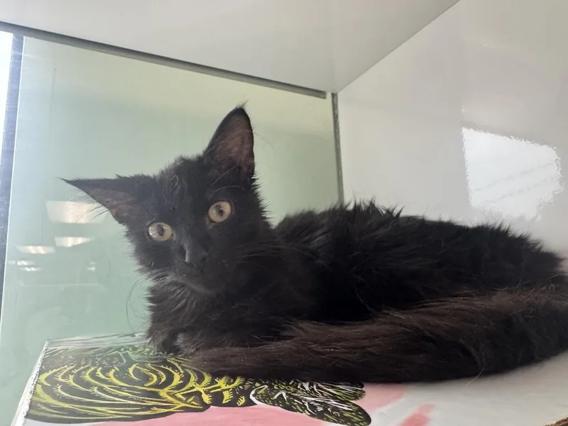 A baby small-sized male Domestic Long Hair cat named Morocco for adoption in Saint Paul, MN