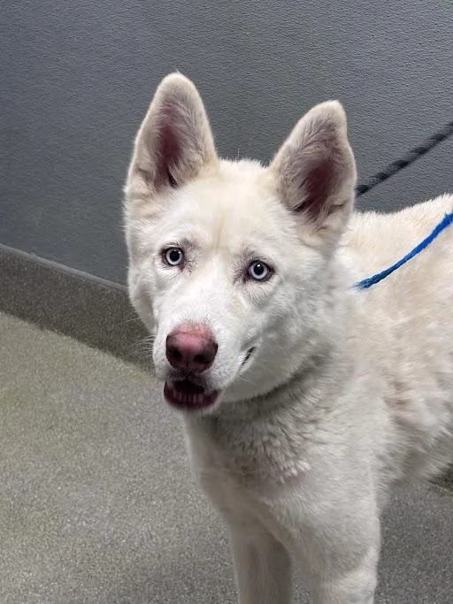 A young large-sized male Siberian Husky dog named Johnny for adoption in Las Vegas, NV